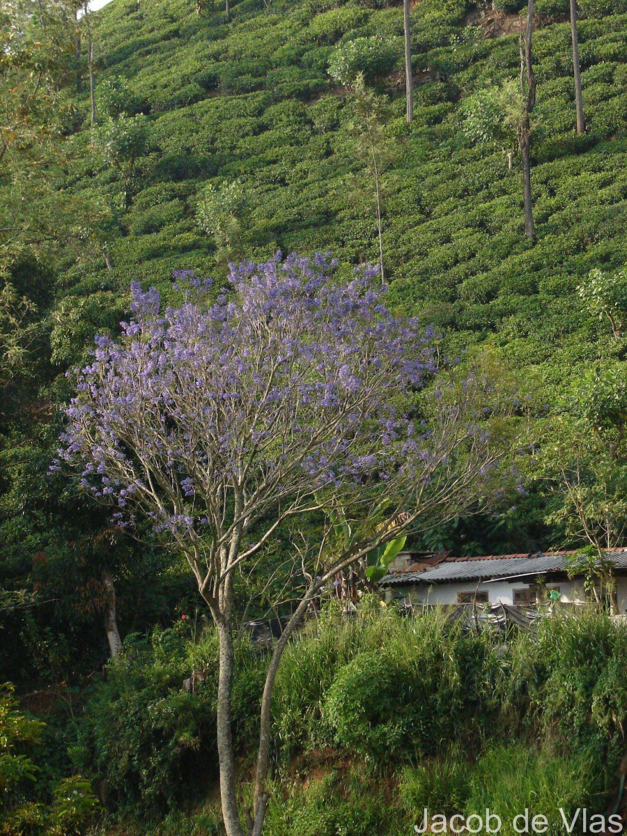 Jacaranda mimosifolia D.Don